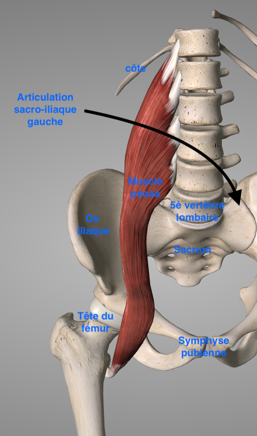 Le Psoas Le Muscle Clé Masymbiosefr